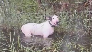 Perro es abandonado en Florida en medio de la emergencia por el huracán Milton [upl. by Nairad]