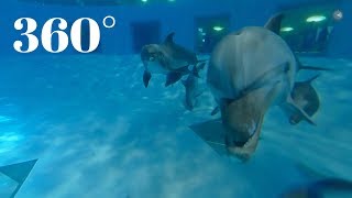 Delfinariumas ir delfinai 360 video  Lietuvos jūrų muziejus [upl. by Enirehtahc]