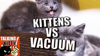 Talking Kitty Cat 49  Kittens vs Vacuum [upl. by Ynabla]