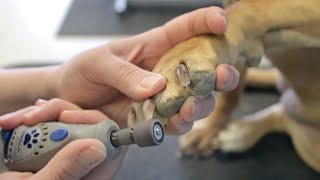 How to Dremel Your Dogs Nails  DoItYourself Dog Grooming [upl. by Notfol715]