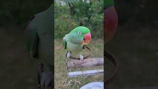 Alexandrine Parrot Screaming Sounds [upl. by Alena183]