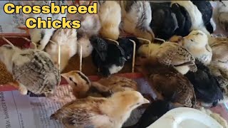 My Native Chicken Crossbred With Black Australorp Vlog 15 [upl. by Nomae10]