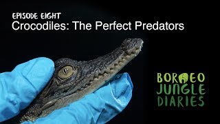 Borneo Jungle Diaries Episode Eight  Crocodiles The Perfect Predator UHD4K SZtv [upl. by Yelmene]