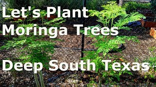 Planting Moringa Trees at Deep South Texas [upl. by Bahr]