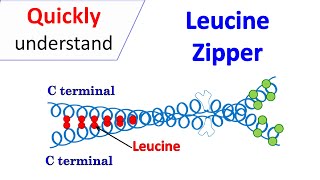 Leucine zipper motif [upl. by Nolos]