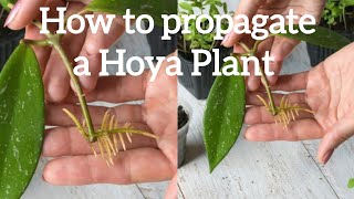 Hoya Propagation Methods  Tips For Propagating Hoyas  Home Garden [upl. by Russian]