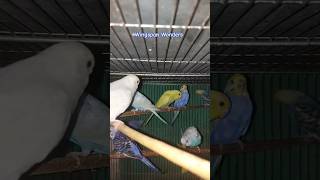 বাজরিগার birds budgerigarbird budgie petbird budgiegar parakeet bajrika bajrigar chicks [upl. by Bourke819]