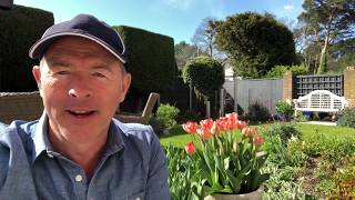 How to look after Penstemon by MikeTheGardener [upl. by Deryl405]