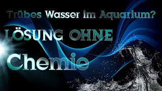 Trübes Wasser im Aquarium Jetzt kannst du es ändern  aquawels [upl. by Areemas]