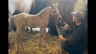 Putting head collar on for the first time on a 13 day old foal [upl. by Pietro]