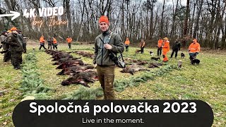 Spoločná poľovačka na diviaky 2023  Vojenské lesy a majetky SR  Slovak Wild boar hunting  hunt [upl. by Aizirk]