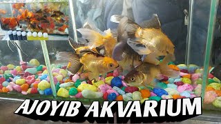 DAXSHAT AKVARIUM BALIQLARI JUDA AJOYIB CHIROYLI [upl. by Oitaroh548]