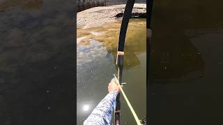 Perfect shot bowfishing archery carpshooting carp bigfish [upl. by Yrrak]