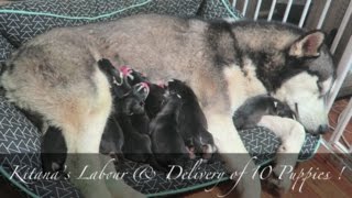 KITANAS AMAZING LABOR amp DELIVERY OF 10 PUPPIES  SIBERIAN HUSKY BIRTH VLOG [upl. by Lemay]