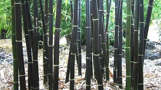 How to propagate Black Bamboo Phyllostachys Nigra from seeds [upl. by Ykceb]