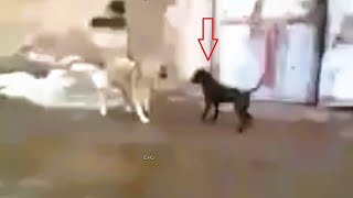 Pitbull attacks the wrong dog Kangal and pays the price [upl. by Him314]