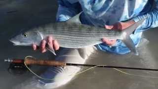 Fly Fishing for BIG Bonefish on a 4Wt Sage ZXL Rod  Fly Fishing amp Dreams [upl. by Pattie]