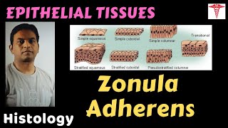 Histo – Epithelial T – Zonula Adherens  Dr Prashant Sharma [upl. by Soinotna]