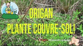 LOrigan Une Plante Couvresol Bien Utile [upl. by Gastineau]