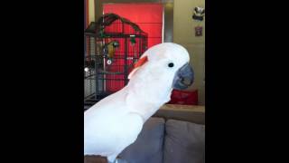 What a 5 Year Old Male Moluccan Cockatoo Sounds Like [upl. by Bidle942]