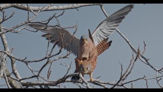 Sound of Lesser KestrelFalco Naumanni Pair When Mating on a Tree  4K [upl. by Aguste]