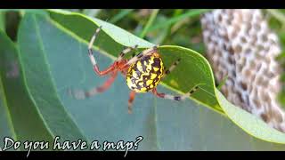 Marbled Orb Weaver  Araneus marmoreus [upl. by Lleda]