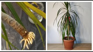 How to grow Dracaena plants from cuttings [upl. by Langley]