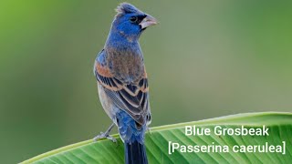 Blue GrosbeakPasserina caerulea [upl. by Richela]