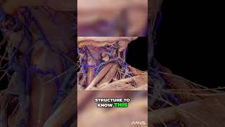 Unlocking Neck Anatomy Understanding the Anterior and Posterior Triangles [upl. by Eilyah]