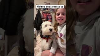 10 Noises dogs react to ￼ dog dogsound puppy [upl. by Peirce]