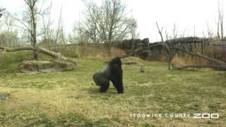 Gorilla vs Goose Round 2 [upl. by Cris]