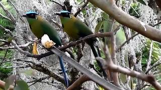 CANTO DEL BARRANQUERO  BLUECROWNED MOTMOT [upl. by Cheke]