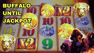 The Most Popular Slot Machine How Much Can We Win on Buffalo Gold [upl. by Ok]