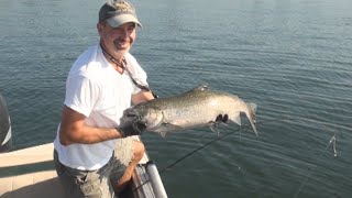 Brewster Chinook Salmon  Columbia River [upl. by Etnelav]