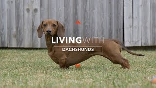 ALL ABOUT LIVING WITH DACHSHUNDS [upl. by Renrag878]