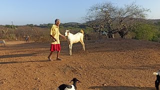 Fiz bolo de caco no fogão a lenhaseu Zé brincando com o 🐐 bode de Lola [upl. by Mellicent]