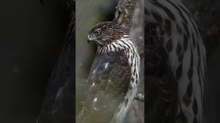 Coopers hawk being majestic [upl. by Eednim391]