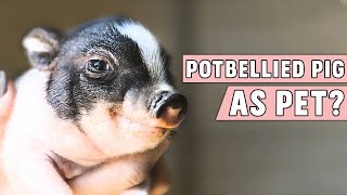 Potbellied Pig as a Pet [upl. by Anurag]