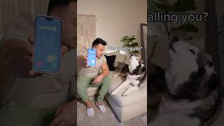 My Husky FREAKS OUT When Vet Calls [upl. by Maryanne591]