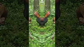 Rooster funny video  rooster murga chicken roostersou [upl. by Hcirteid645]