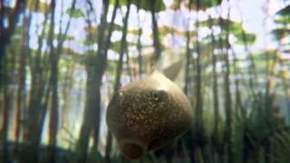 Leo Burnett  Freeview  Tadpoles [upl. by Drhacir]