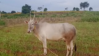 Hallikar Cow 8 Month Pregnant Salivaram Madesh Cattle Dealer [upl. by Llert]