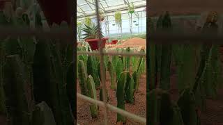 Lobivia mamaplantil cactus flower viralvideosortssubscribe Khordha odisha [upl. by Elsa]