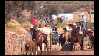 23  Lo Mejor de los Coleaderos  Jiménez del Teúl Zacatecas [upl. by Say]