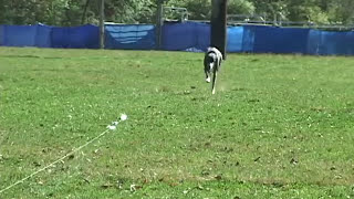 What is Lure Coursing  United Kennel Club UKC [upl. by Waldon]