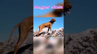 Magyar Vizsla standartedit hund magyarvizla editing [upl. by Elisabeth276]