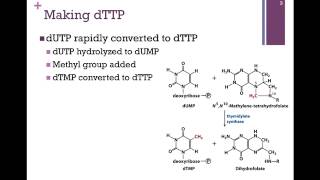 142Synthesis of Deoxyribonucleotides [upl. by Artenra]