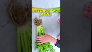 Unlimited Cilantro Growing Hacks ধনিয়া পাতা চাষের পদ্ধতি shots cilantro growing plant [upl. by Airemat]