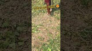 Potala mula khola shorts youtube dasuvillagefarminglife [upl. by Caresse]