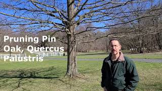 Pruning Pin Oak Quercus Palustris [upl. by Ragas]